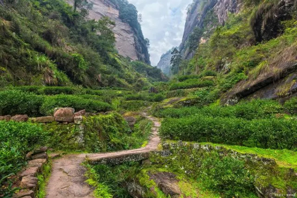 牛栏坑肉桂凭什么这么贵？