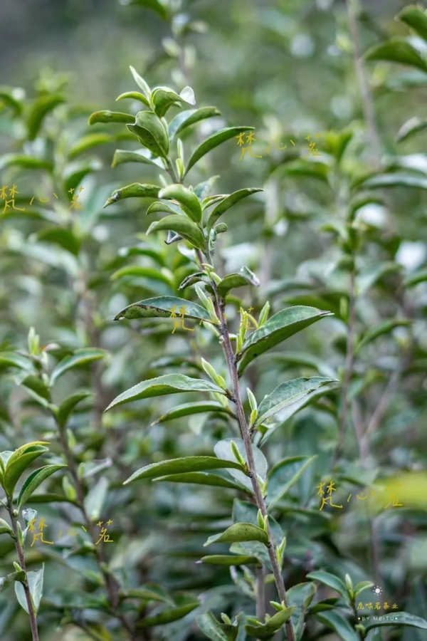 谷雨：在春天的末尾，饮一杯“谷雨茶”